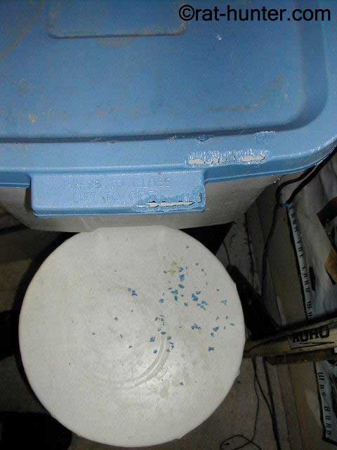 hunting rats 1 hunting rats 1