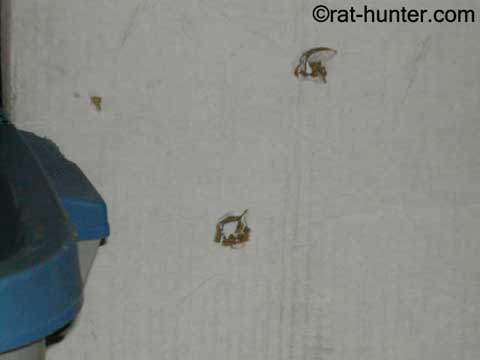 hunting rats 5 hunting rats 5