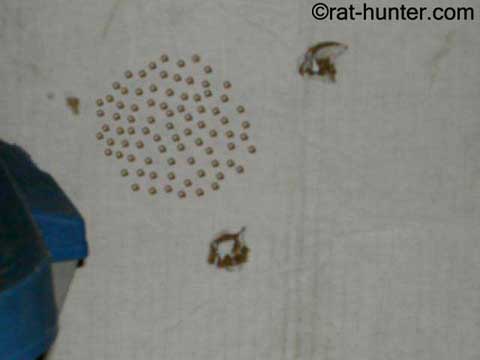 hunting rats 7 hunting rats 7