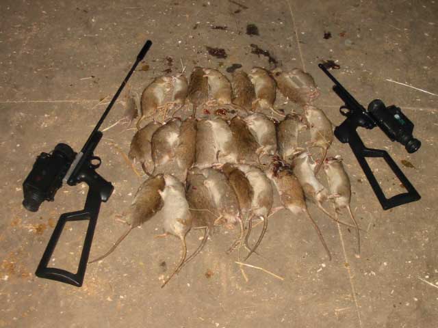rat kills