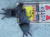 victor rat trap 2-for-1 victor rat trap 2-for-